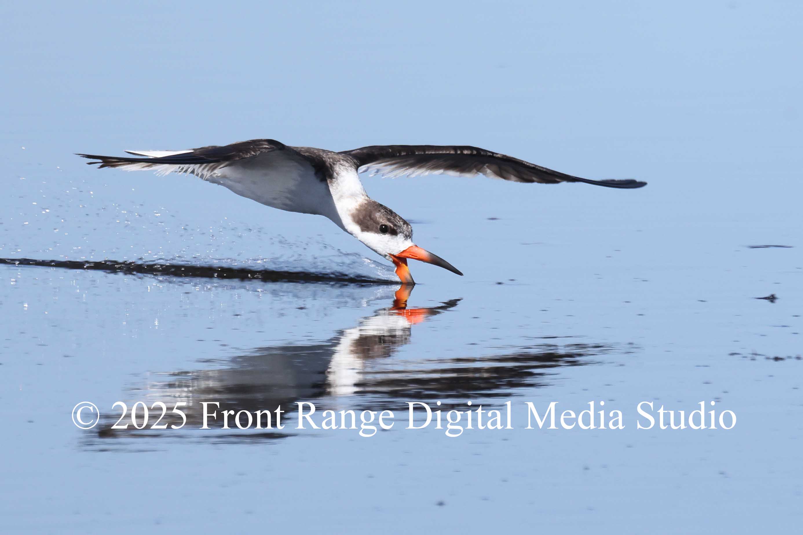 Skimmer skimming in the wildlife refuge
