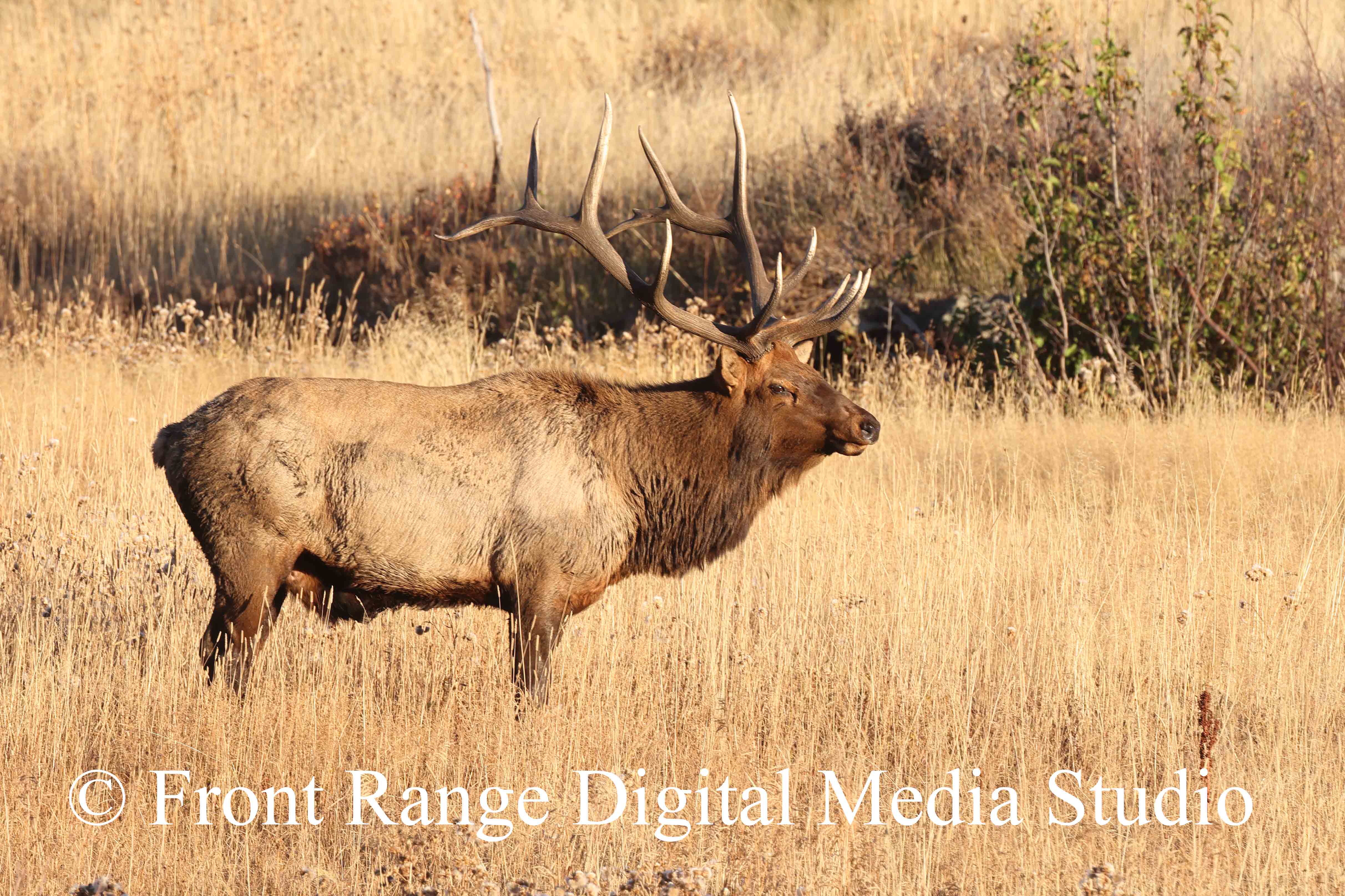 Elk bull strutting his stuff