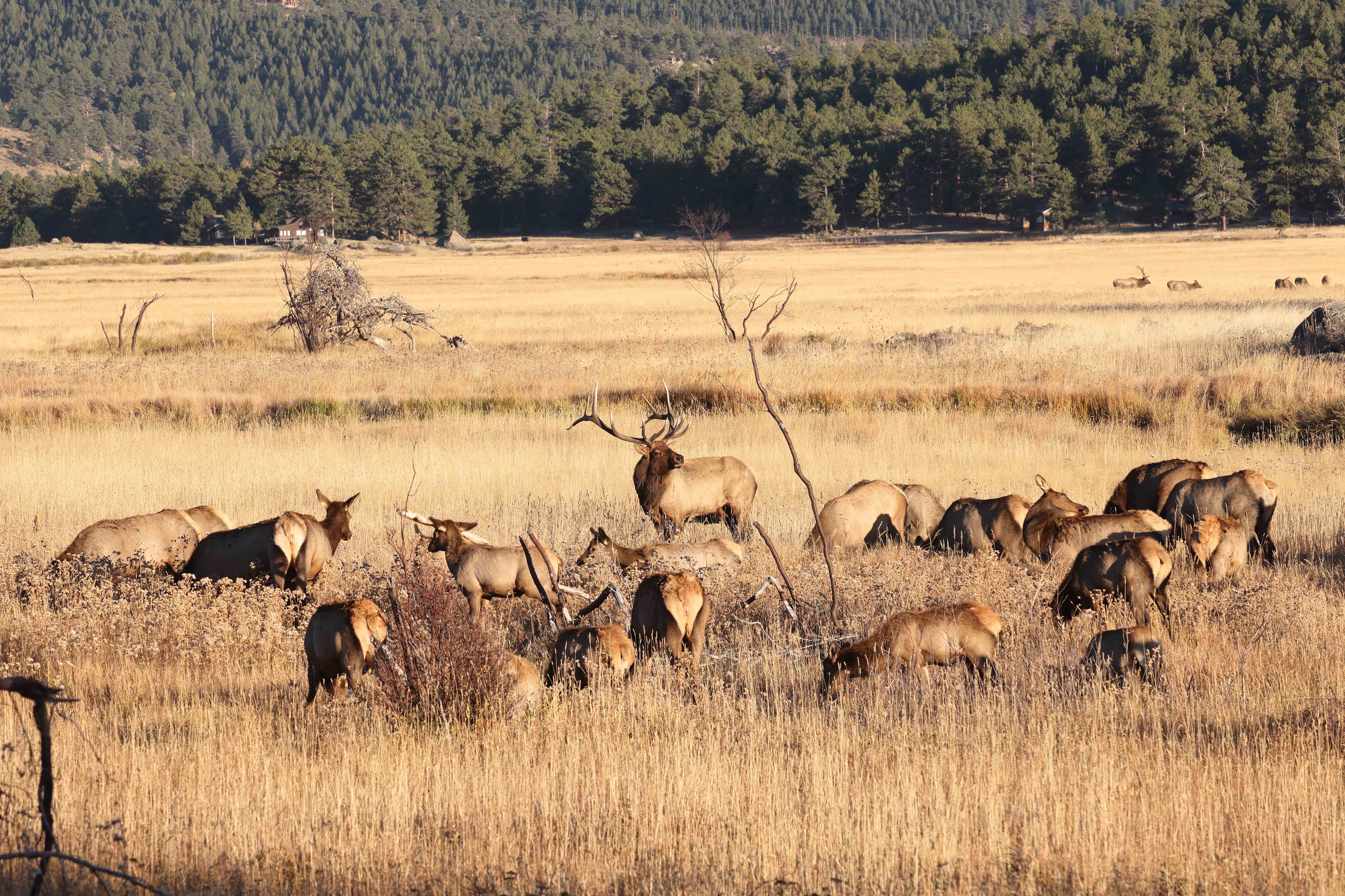 Elk herd being tended by a bull